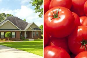 hombre_tira_tomates_casa_mujer.jpg