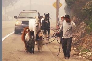 Animales fuego california