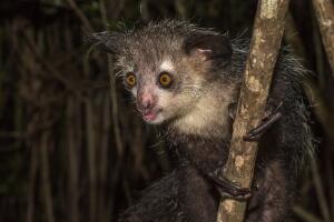 aye-aye_2.jpg