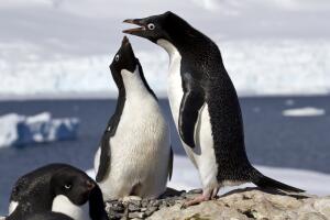 pinguino_.jpg