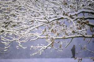 Winter Weather Boston