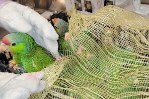 Decomisan 27 loros amazónicos contrabandeados por el puerto de Nogales