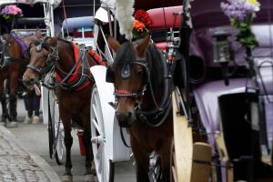 Nueva York busca prohibir carruajes tirados por caballos tras muerte de turista en Central Park.