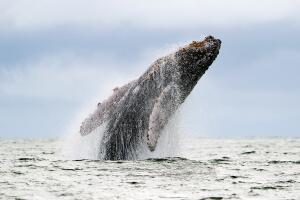 Ballena jorobada