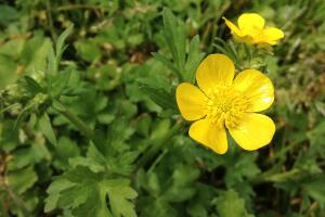Vistazo a las flores silvestres que adornan la primavera texana