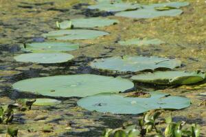 Brazos Bend, un parque que reúne las especies más salvajes de Texas