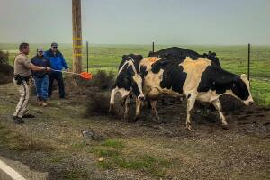 cows2.jpg