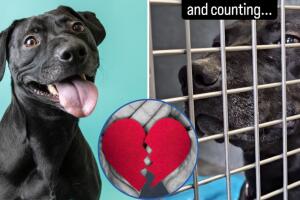 Sora es una perrita de un refugio en California, Estados Unidos, que espera ser adoptada