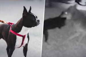 Coyote ataca a perro en Huntington Beach