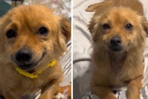smile_collage_perrita.jpg