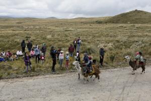 Ecuador Llama Races