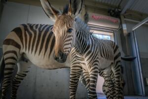 Hogle Zoo en Utah