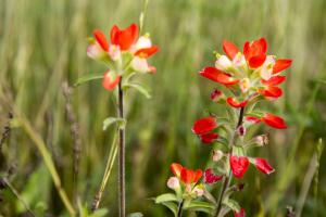 Las flores más silvestres de Texas