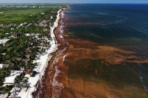 Mexico Sargassum