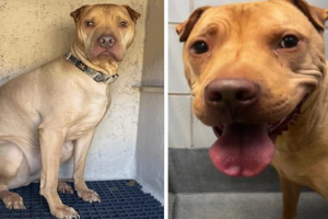 Sheila Jo Portillo asesinada perro