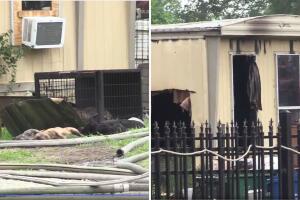 Vivienda consumida por las llamas en la cuadra 9300 de Toronto Street, donde murieron al menos 20 mascotas.