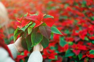 mujer-sosteniendo-flor-de-nochebuena.jpg