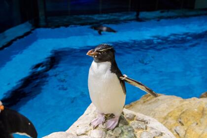 El 
<a href="https://www.montereybayaquarium.org/animals/live-cams" target="_blank">Monterey Bay Aquarium</a> en California presenta 10 diferentes cámaras en vivo de criaturas desde tiburones hasta pingüinos y muchos mas.