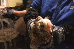 ANIMALES/HOUSTON SPCA5.jpg