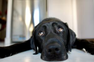 Head of a Black labrador retriever dreming on the floor of a cooler day.