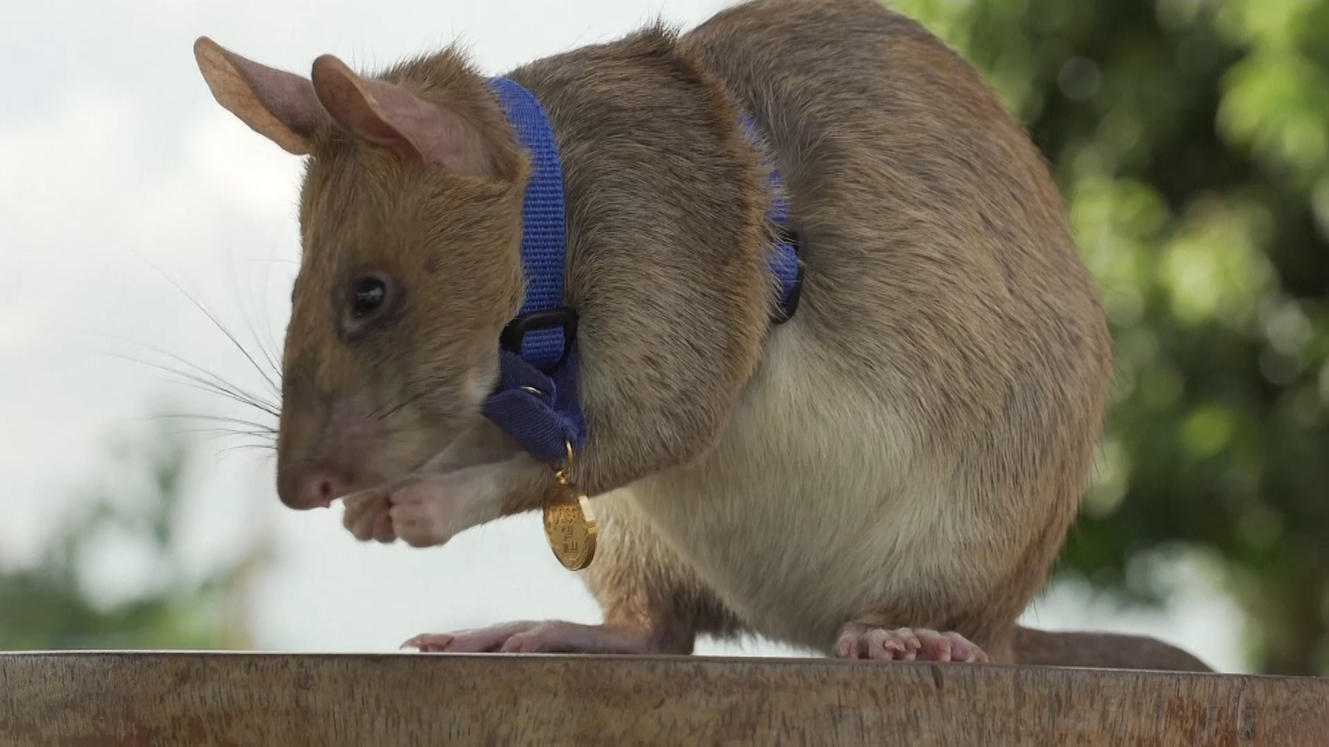 Conoce a la rata gigante que ha conseguido una medalla de oro por ...