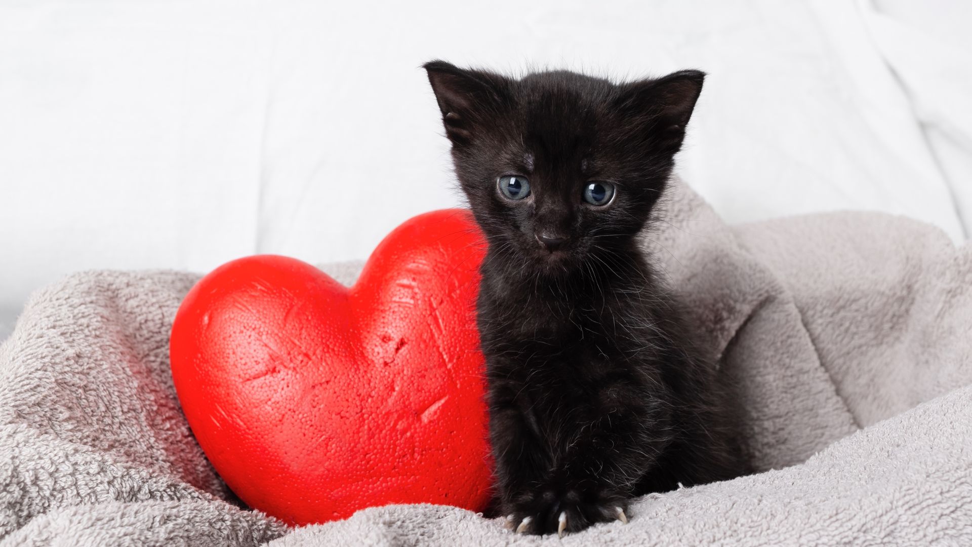 Octubre está dedicado a los gatos negros por estas 5 peligrosas razones que  no conocías | Estilo de Vida | Univision, image size:1920x1080