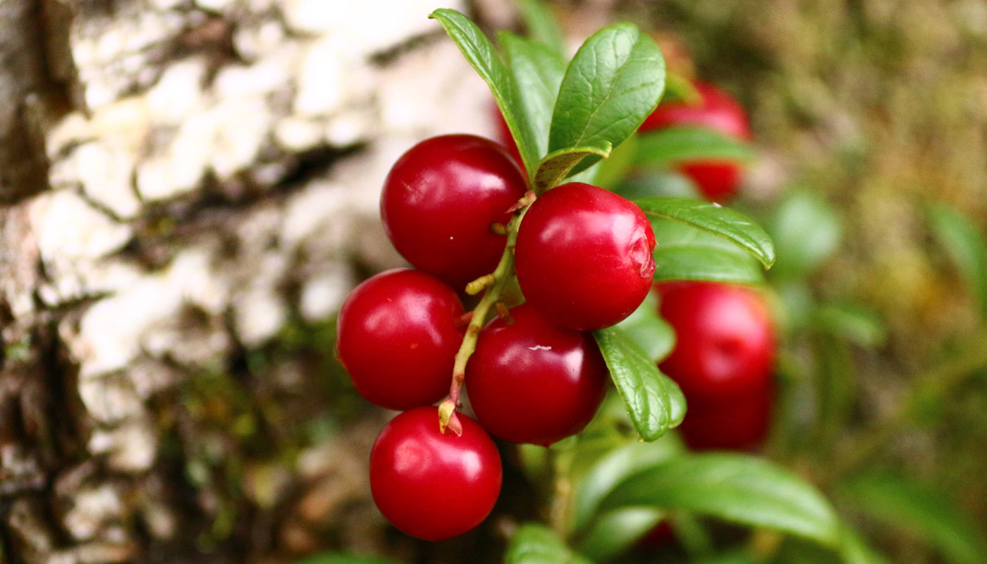 Cranberries melhoram a memória fruta favorece oxigenação do cérebro