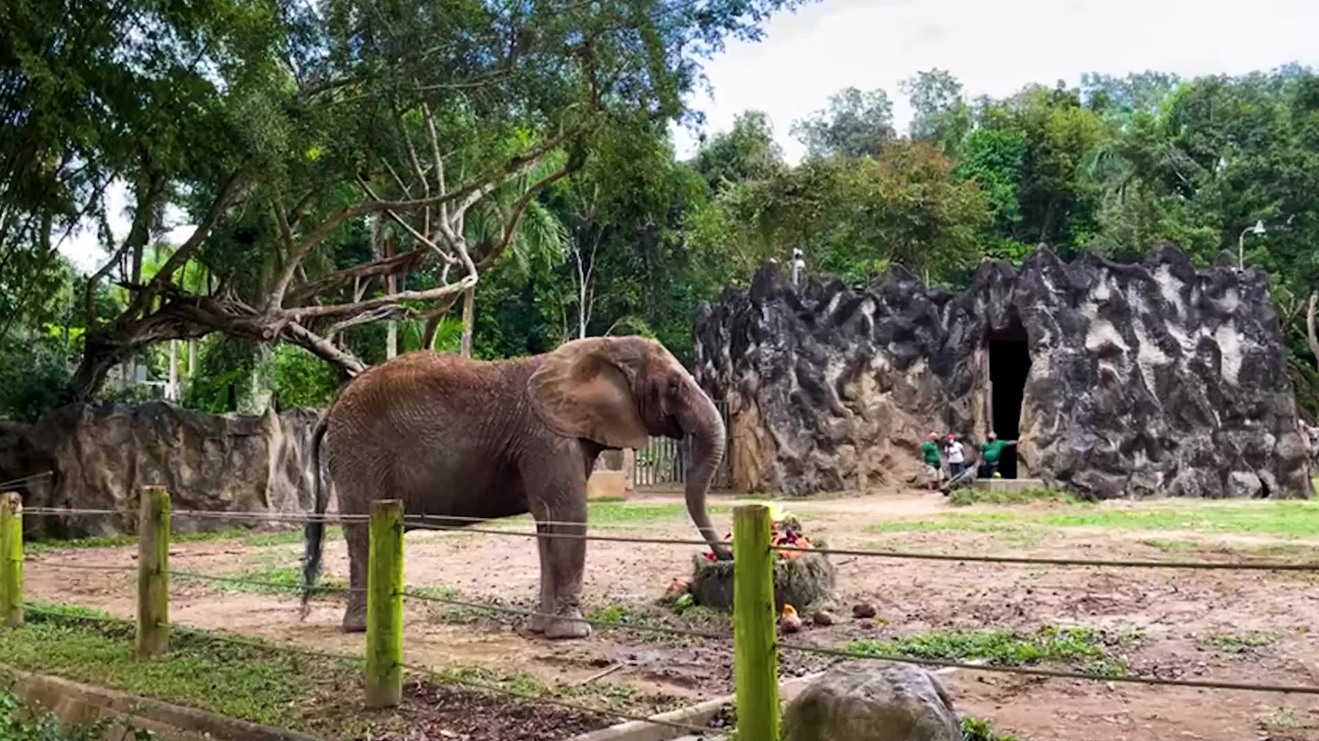 La elefanta Mundi está de cumpleaños Video Univision Puerto Rico