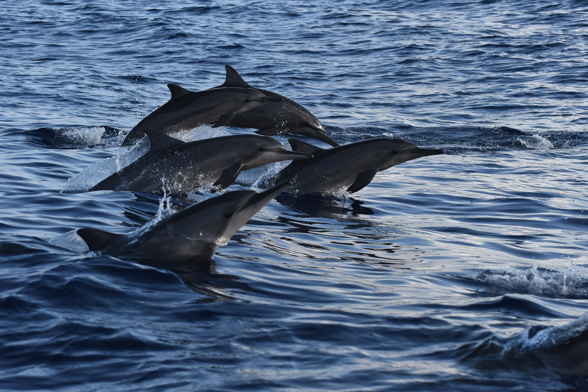 los delfines comen de noche los delfines comen de noche