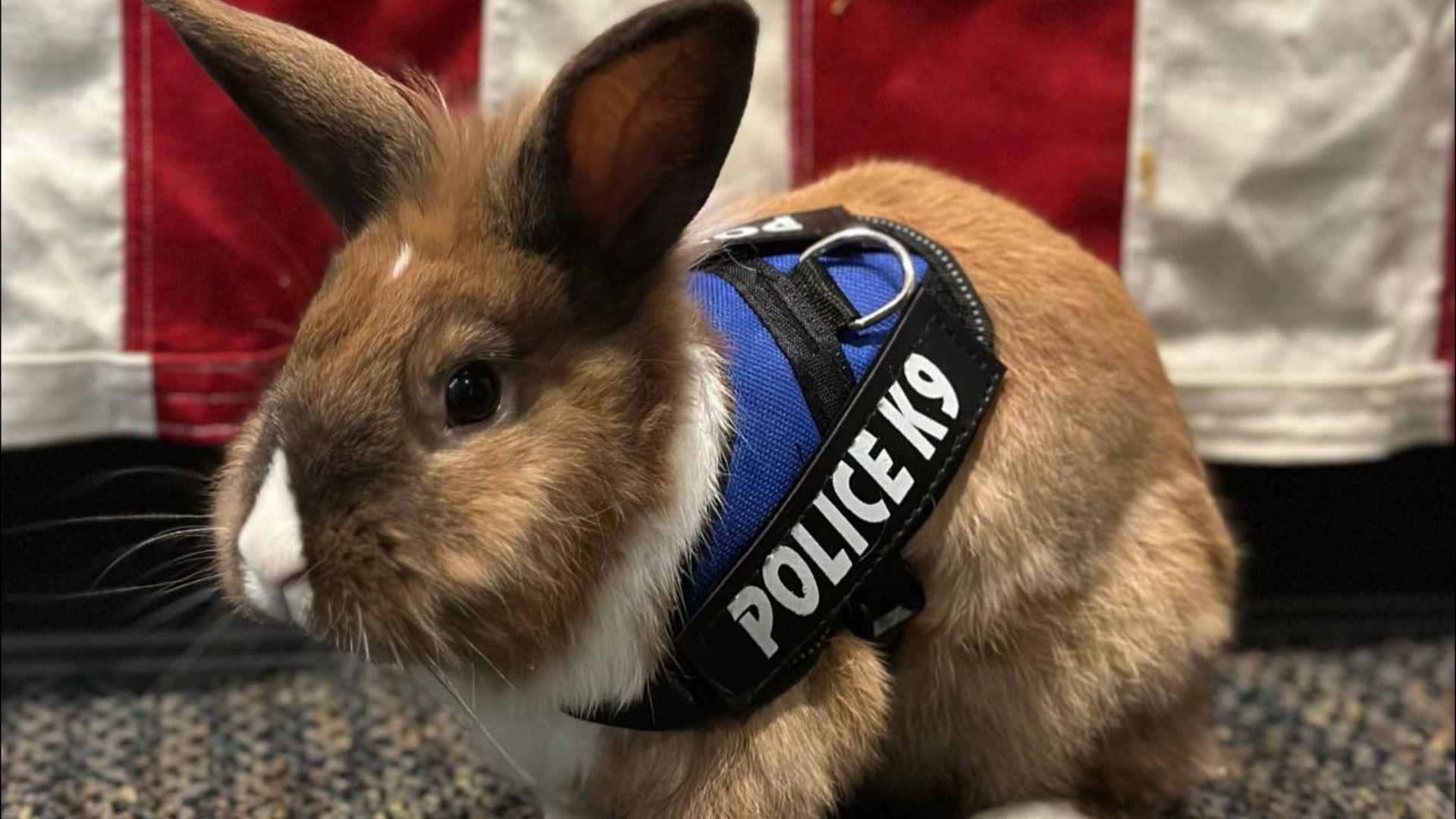 Un conejo es parte de la Policía de Yuba City, en California, como