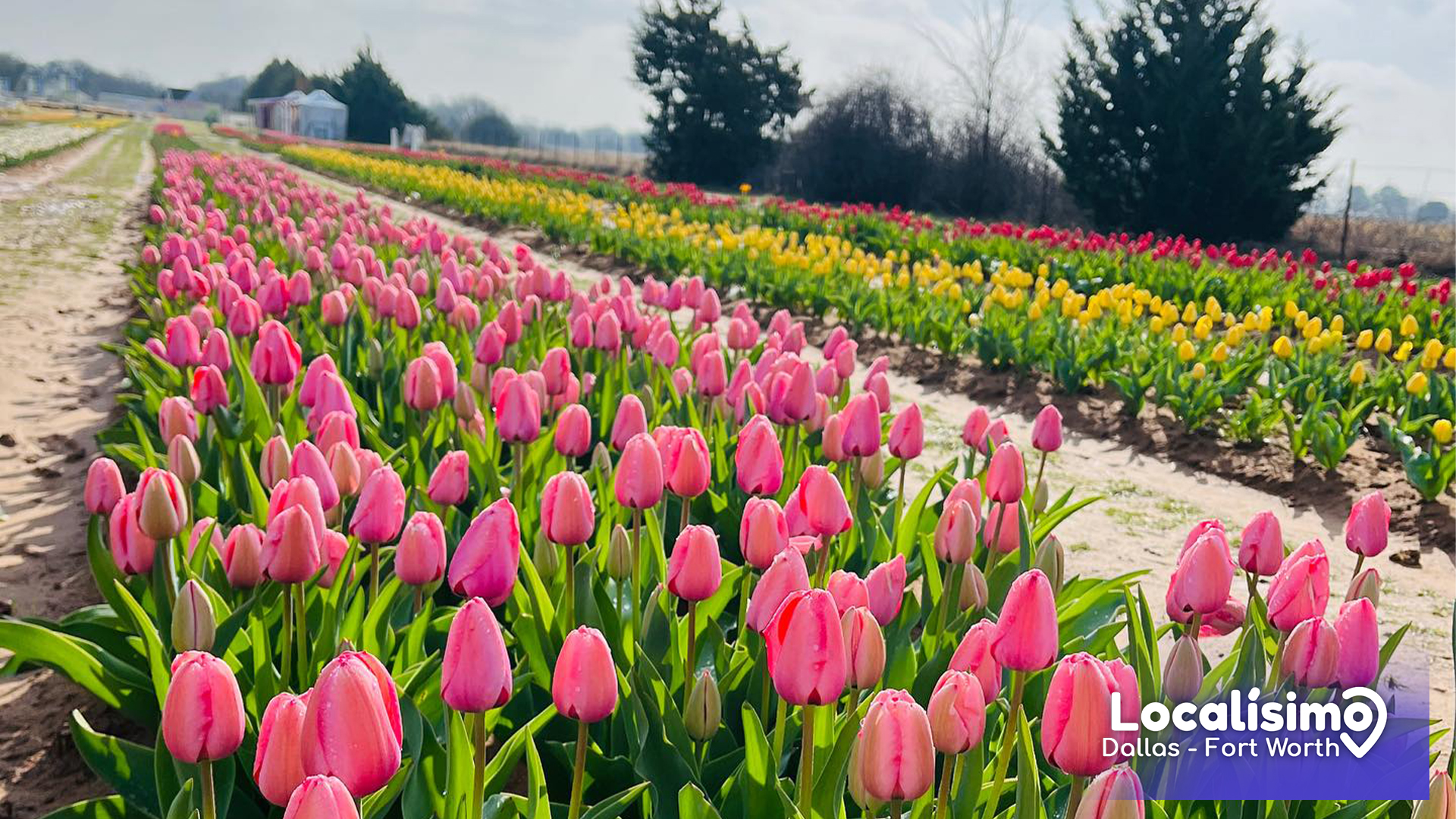 Texas Tulips Jardín para recolectar tulipanes en el norte de Texas